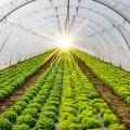 What stands behind the food on your table